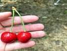 yʕzQnŉʕ낷ȂAcʂ߁ԂŖQ/Numata is good for fruit picking 