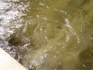 �y�{�فz�嗁��i�؂̓��j�I�V���C�@�����ւ��