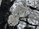 令和7年4月3日名張駅西口の桜