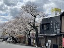 令和7年4月3日名張駅西口桜