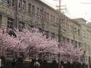 徒歩2分の成徳学舎。現在は、市民大学になっています。早咲きの桜が満開♪