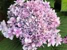 初夏の紫陽花を愛でる京都の旅へ♪6月30日の夏越の祓の神事で茅の輪くぐりもあちこちで♪