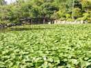 徒歩20分の「渉成園」。蓮が美しい季節は、夏です。