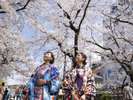 鴨川沿いは、桜と雪柳が見ごろ