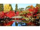 京都の紅葉。