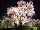 京都の夜桜の様子