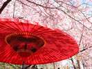 京都のサクラの様子