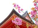春の京都の様子