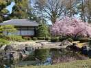 春の京都の様子
