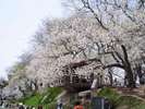 赤湯温泉桜まつり