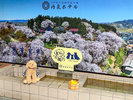 浴衣やさくらんぼ帽子、ミニのぼりなど貸し出しアイテムもあります。沢山お写真を撮って楽しんでください。