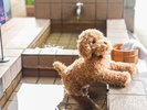 2024年夏リニューアルしたワンちゃんの足湯です