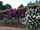 南陽のバラまつり