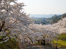 赤湯温泉桜まつりは、「日本のさくら名所100選」に選ばれ、「烏帽子山千本桜」として親しまれています。