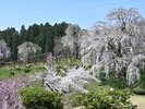 双松公園には、市指定天然記念物「慶海桜」や、県指定天然記念物の「妹背の松」があります。