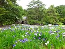 【周辺観光】「毛越寺 花菖蒲園」6月中旬から7月中旬まで、300種3万株の花菖蒲が咲き誇ります。
