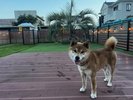 �h�D�J�[���O�������]�[�g�ЊL�V�[�T�C�h �h�b�O����