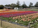 なばなの里【春】