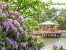 九華公園(つつじ)【写真提供:桑名市観光協会】