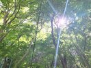 朝のお散歩コース木漏れ日