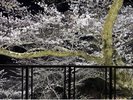 喫茶「ふうちん」からの夜桜