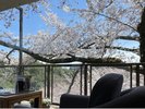 喫茶「ふうちん」からの桜