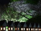 ナイトウォークツアー(土・日・月曜日実施)