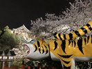 朝護孫子寺の夜桜
