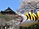 朝護孫子寺の大寅と桜