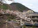 外観:春の山県館桜が広がる美しい山々が山県館を彩ります