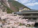 外観:春の山県館4月上旬には桜の花が見事に咲き誇ります