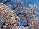 ■桜