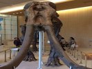 ■ミエゾウ 三重県総合博物館