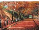 【当館から車で約10分】金蔵院の紅葉