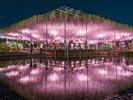 【当館から車で約15分】あしかがフラワーパーク