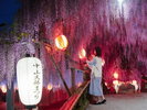 【中山大藤祭り】ライトアップされた大藤の幻想的な姿をぜひ。写真提供:福岡県観光連盟