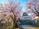 【舞鶴公園】福岡城、桜で人気の舞鶴公園。大濠公園に併設しています。※写真提供:福岡県観光連盟