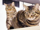 【別棟 猫宿はなはな】じゃらん看板猫2025年受賞 左:ちびちゃん 右:くるんちゃん