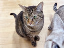 【別棟 猫宿はなはな】じゃらん看板猫2025年受賞 ちびちゃん