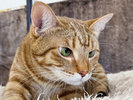 【別棟 猫宿はなはな】じゃらん看板猫2025年受賞 ちゃとちゃん