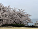 徒歩8分ほどにある【西浦園地】の桜。桜と三河湾を一望できるとっておきの場所♪