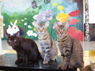 【別棟 猫宿はなはな】利用料(ワンドリンク付)は、施設維持や猫の健康維持の為に使わせていただきます