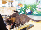 【別棟 猫宿はなはな】当館にご宿泊でなくてもご利用いただけます 直接お電話でお問い合わせください