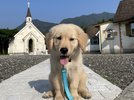 看板犬の『マイロ』