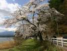 3月末の湖畔のさくら、4月10日から桜まつり、香りが良いですね。