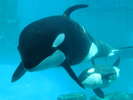 名古屋港水族館:シャチ4頭のファミリーが暮らしています