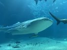◆周辺観光|海遊館(公共交通機関で約25分)