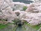 琵琶湖疏水両岸に並ぶ約100本の桜並木。開花時はライトアップも楽しめます。