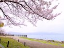 春の桜に心がほどけて、つい足を止めてしまう。
