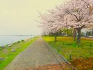 やさしい風に舞う花びらを眺めながら過ごす朝。